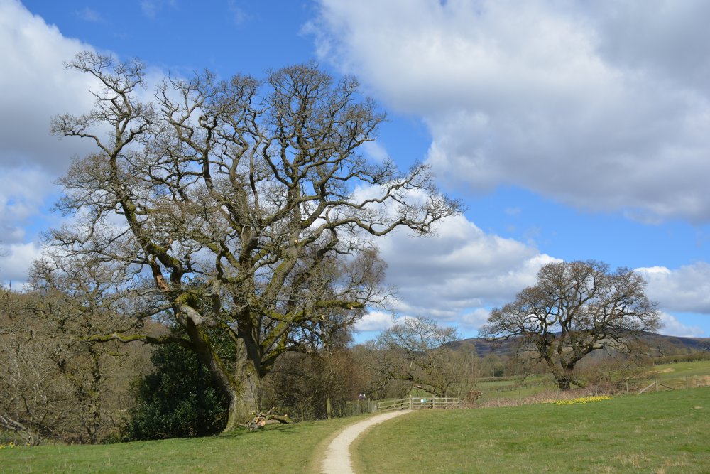 Magnificent trees en route to Church Houses Daffy Walk, Farndale, North Yorkshire, England
