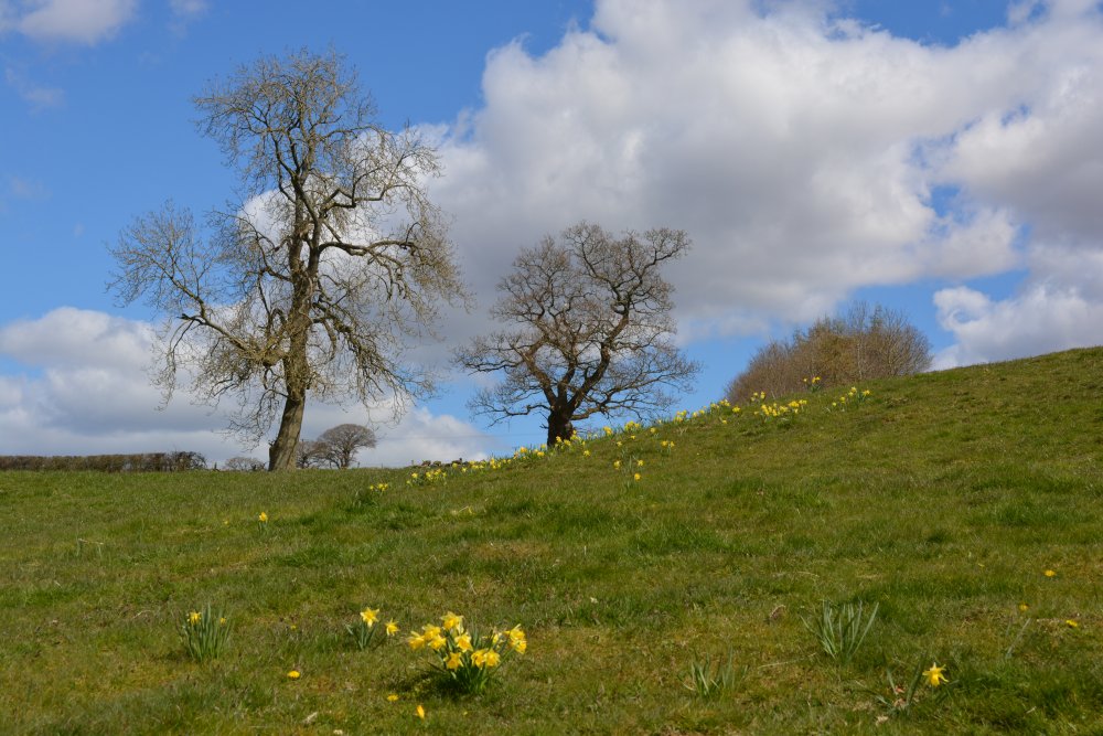 Some daffodils prefer to open field above the River Dove Daffy Walk, Farndale, North Yorkshire, England