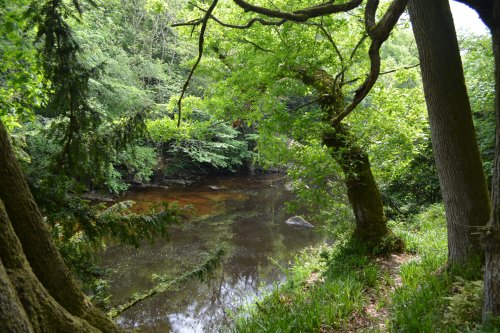 The inevitable rhododendrons! circular walk Cotherstone Romaldkirk River Tees Co. Durham, England