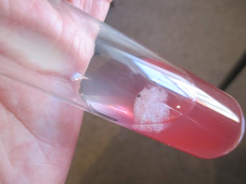 How to extract DNA from a strawberry