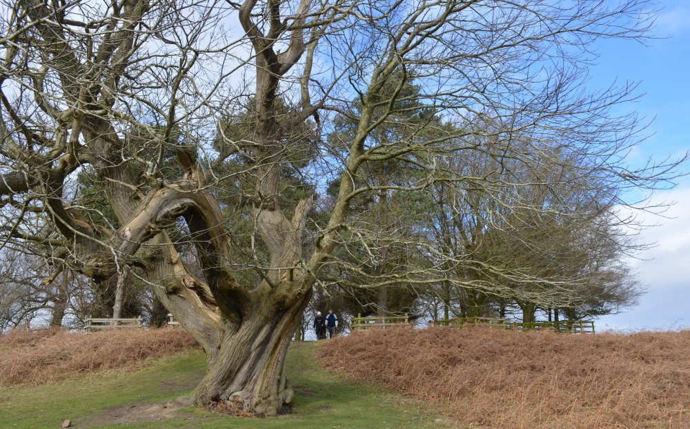 Bradgate Park, Leicester