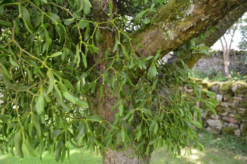 Parasitic ivy growing on a tree in the garden of the cafe below Parcevall Hall