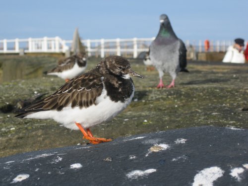 Turnstones at the end of the West Pier of Whitby Harbour
