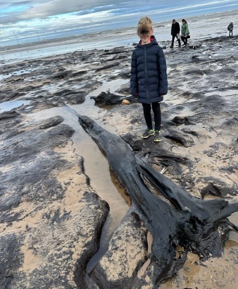 Petrified fossiled forest tree trunk roots Redcar Beach, Cleveland, Nort-east England