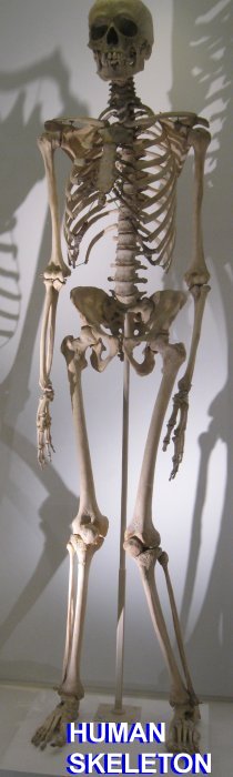The full human skeleton
