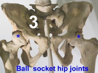 hip-pelvic ball and socket joints