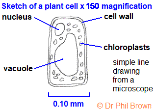 microscope observation sketch of typical plant cell in GCSE biology microscopy