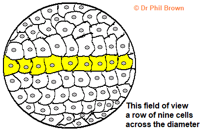 microscope field of view to estimate the size of a cell