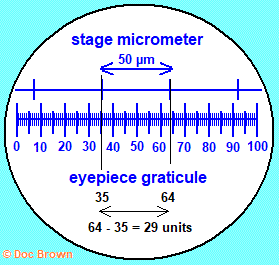 microscope diagram to show the positioning of the eye piece graticule and stage micrometer scales