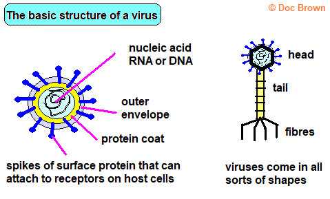 structure of a virus diagram gcse biology nucleic acid RNS DNA protein coat head tail fibres