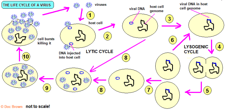 Diagram of life cycle of virus gcse biology lytic pathway lysogenic pathway cell bursts killed RNS/DNA injected virus replicates