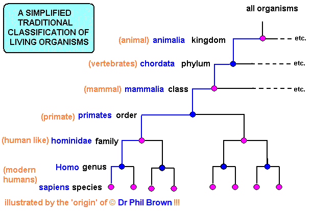 Diagram of classification sub-dividing into phylum, class, order, family, genus, and species.