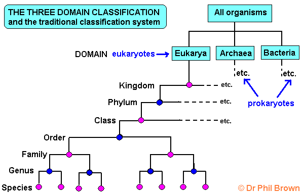 Diagram of the Carl Woese three domain system of classification of organisms into eukarya eukaryotes, bacteria and archaea prokaryotes