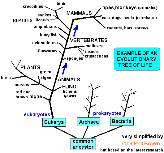 Diagram showing the classification evolutionary tree of life based modern genetics three domain system of eukarya, archaea and bacteria from a common ancestor