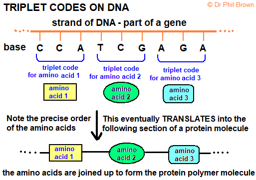 diagram showing triplet codes of DNA gcse biology igcse