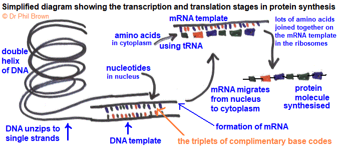 summary diagram of protein synthesis in ribosomes GCSE biology AQA Edexcel OCR examination revision