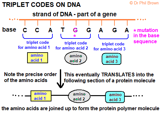 diagram showing a mutation in the triplet codes of DNA affects protein structure gcse biology igcse AQA Edexcel OCR examination revision