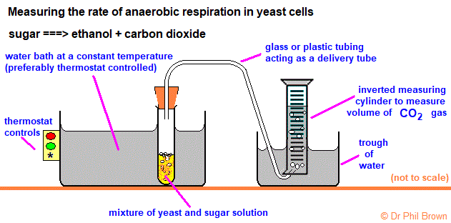 apparatus for investigating rate of anaerobic respiration of yeast cells, college/school student lab experiment