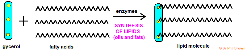 The synthesis of lipids from fatty acids and glycerol