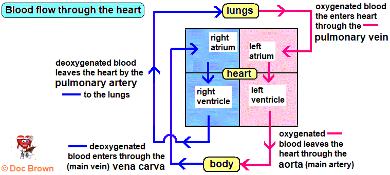 gcse biology heart diagram double circulation atria ventricles veins arteries