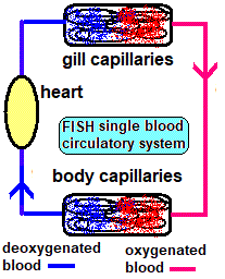 gcse biology single circulatory system of a fish heart gill capillaries body capillaries blood circulation