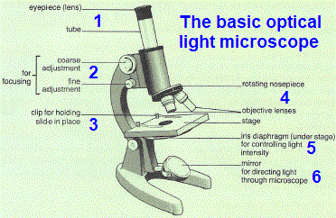 labelled diagram of a visible light optical light microscope and how to use it
