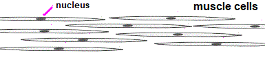 muscle cell striations of protein filaments protein of actin and myosin