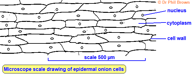 microscope observation sketch of epidemal onion cells in GCSE biology microscopy