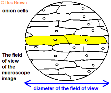 field view of an onion cell