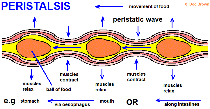 gcse biology peristalsis stomach oesophagus gullet small intestines pushing food balls along wave like movement