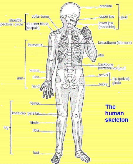 human skeleton bone structure joints skeleton acts as support for tissue and organs protection allows movement makes red blood cells
