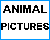 PICTURES of ANIMALS