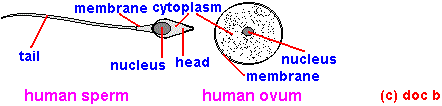 cells2.gif