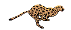 leopard animal adaptations
