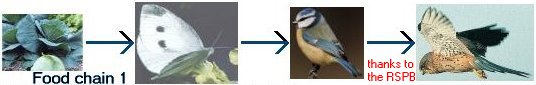fc1.jpg