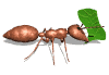 insect1.gif