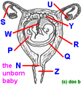 organs2bQ.gif