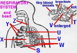 organs4letters.jpg