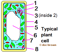 plantcell2q.gif