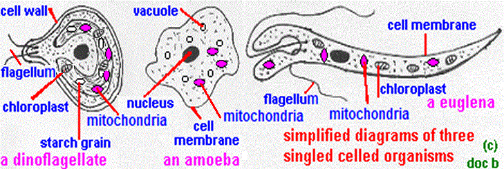 singlecellorgs1.gif