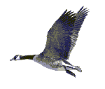 bird4.gif