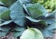 cabbage.jpg