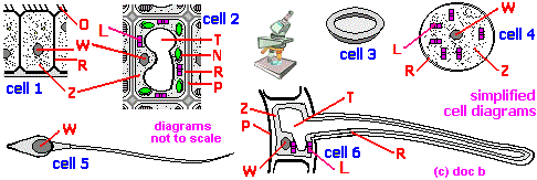 cells1.gif