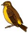 finch1.jpg