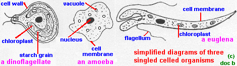 singlecellorgs1.gif