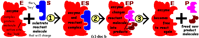 Diagram showing how an enzyme converts substrates into products (c) doc b