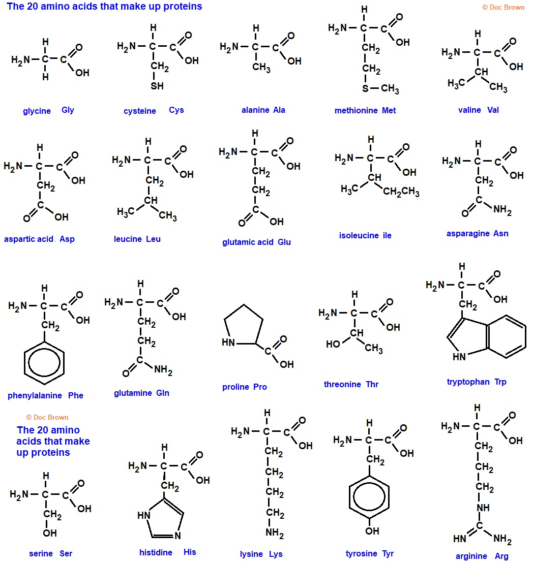 structural formulae for the 20 twenty amino acids that make up proteins 3 three letter codes