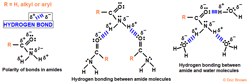 explaining diagram hydrogen bonding between amide molecules and hydrogen bonding between amides and water molecules in aqueous solution