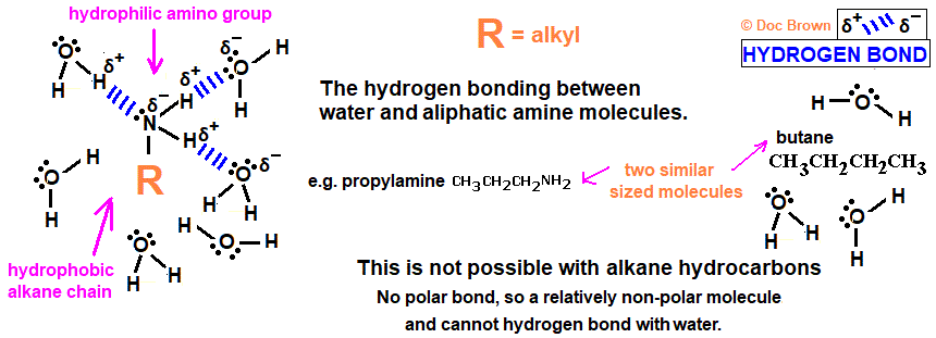 polar aliphatic amines more soluble in water due to hydrogen bonding solvation not possible with non-polar alkanes