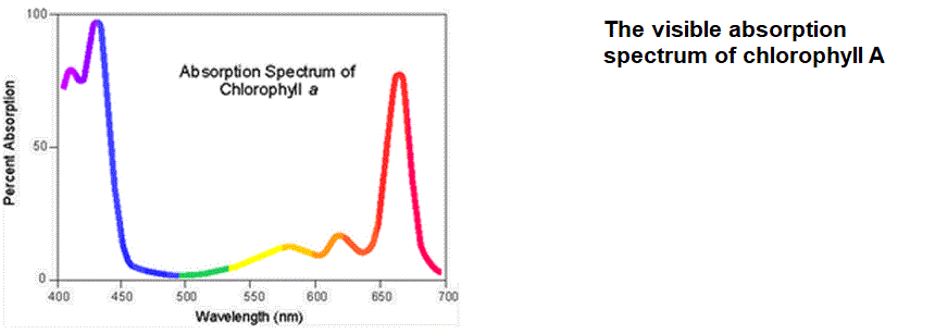 the visible absorption spectrum of chlorophyll absorbance versus wavelength in nanometres in the red and blue regions